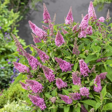 Buddleja davidii Butterfly Candy Little Pink - Butterfly Bush