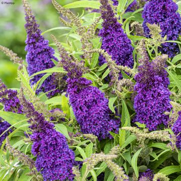 Buddleja davidii Butterfly Candy Little Purple - Butterfly Bush