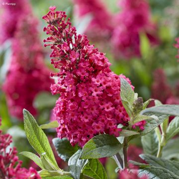 Buddleja davidii Butterfly Candy Little Ruby - Butterfly Bush