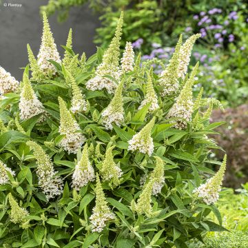 Buddleja davidii Butterfly Candy Little White - Butterfly Bush