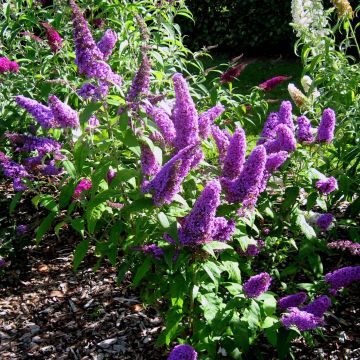 Buddleja davidii Peacock Peakeep - Butterfly Bush