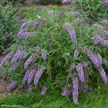 Buddleja davidii Wisteria Lane - Butterfly Bush