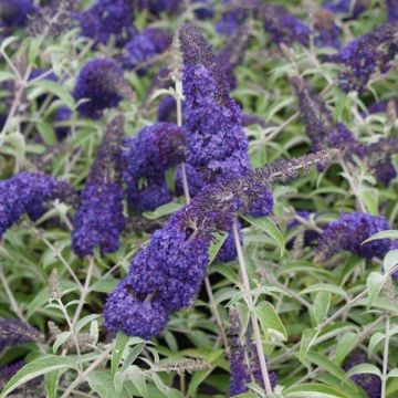 Buddleia davidii Adonis Blue, Arbre à papillons