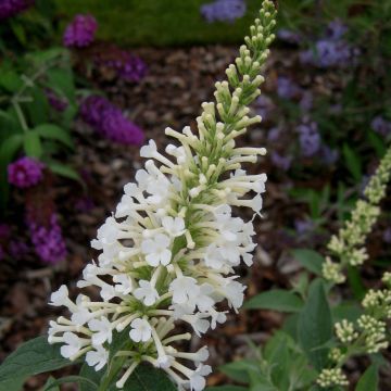 Buddleja davidii Argus White - Butterfly Bush