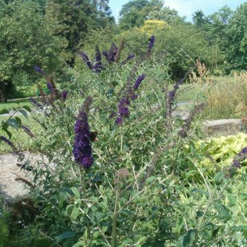 Buddleia davidii Black Knight - Butterfly Bush