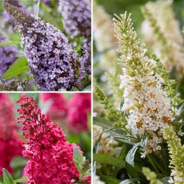 Buddleja davidii Butterfly Candy Little Sweetheart, Little White, Little Ruby - Butterfly Bush