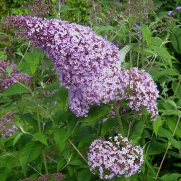 Buddleja davidii Gulliver - Butterfly Bush