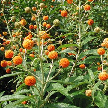 Buddleja x weyeriana Sungold