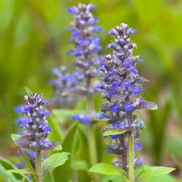 Ajuga reptans Delight