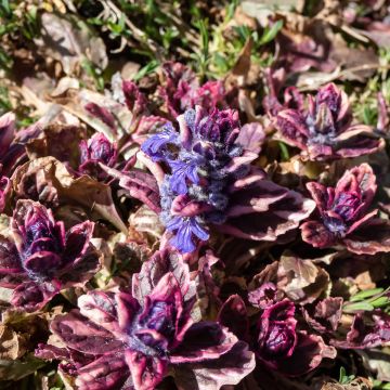 Ajuga reptans Multicolor - Rainbow