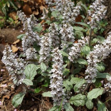 Ajuga reptans Schneekerze