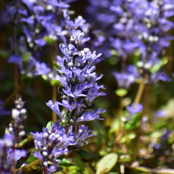 Ajuga x tenorii Chocolate Chip