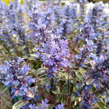 Ajuga x tenorii Dixie Chip