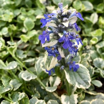 Ajuga reptans Variegata