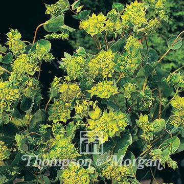 Bupleurum rotundifolium Green Gold seeds