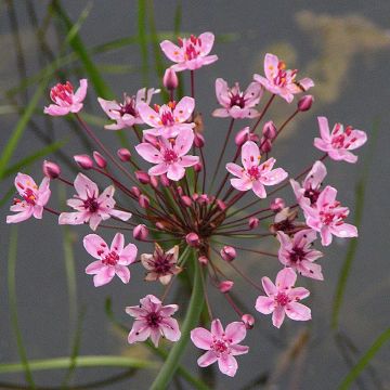 Butomus umbellatus