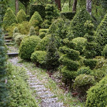 Buxus sempervirens Arborescens - Buis commun