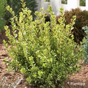 Buxus sempervirens Golden Dream - Buis commun