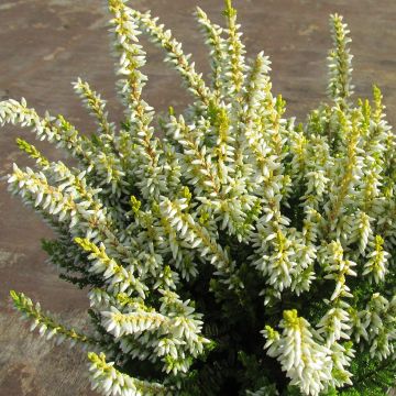 Calluna vulgaris Anouk - Heather