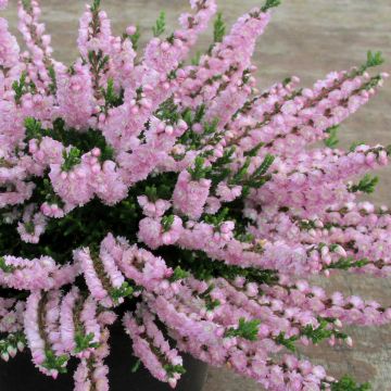 Bruyère d'été - Calluna vulgaris Marleen 