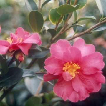 Camellia sasanqua Kanjiro