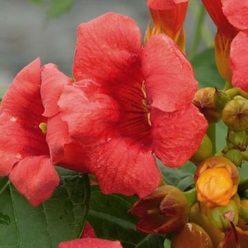 Campsis radicans Stromboli - Trumpet Vine