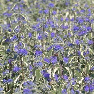 Caryopteris clandonensis White Surprise - Bluebeard