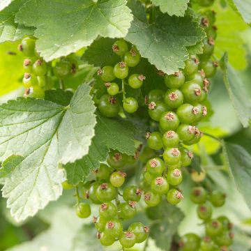 Ribes nigrum 'Cassissima' (Green Life)