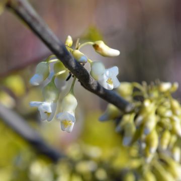 Cercis canadensis subsp. texensis Texas White - Eastern Redbud