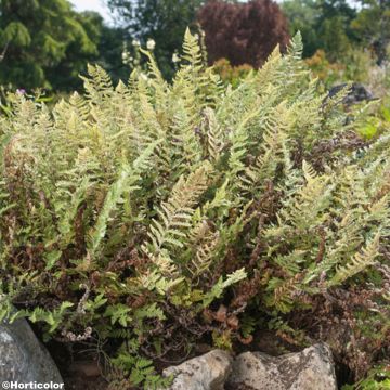 Cheilanthes lanosa