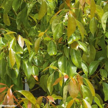 Cinnamomum camphora - Camphor tree