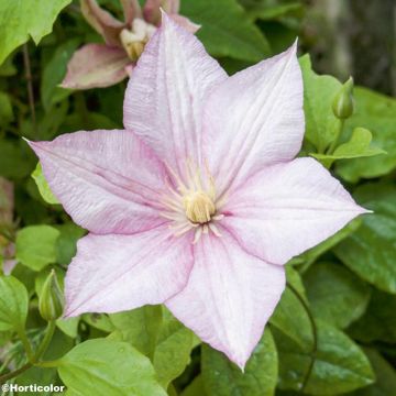 Clematis patens Caroline - Early Large-flowered Clematis