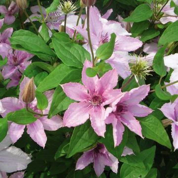 Clematis patens Hagley Hybrid