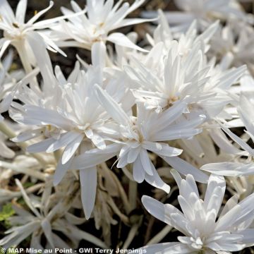 Colchicum autumnale Alboplenum - Autumn crocus