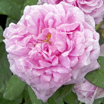 Rosa Comte de Chambord - Portland Rose