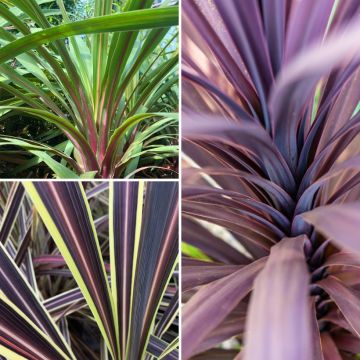 Decorative trio of Cordyline  Black Knight, Electric Flash, Peko in one pot