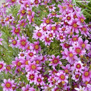 Coreopsis rosea Nana