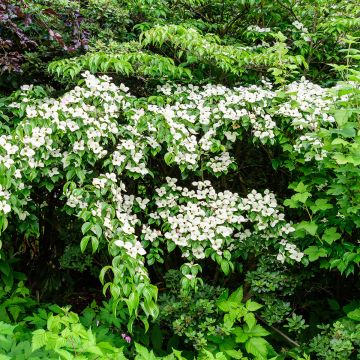 Cornus kousa Weavers Weeping - Flowering Dogwood