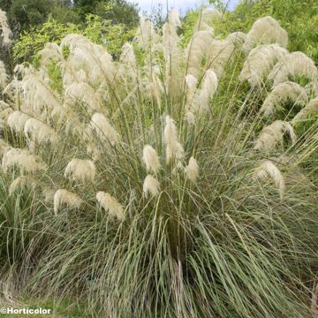 Cortaderia richardii - Compact Pampas Grass