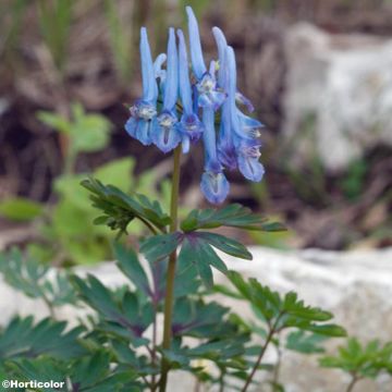 Corydalis flexuosa Père David