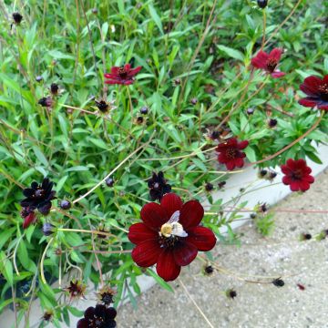 Cosmos atrosanguineus Black Magic - Chocolate Cosmos