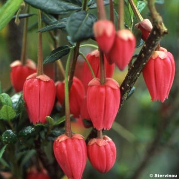 Crinodendron hookerianum