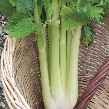 Céleri Géant Doré Amélioré - Apium graveolens