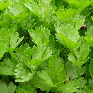 Leaf Celery