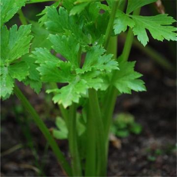 Red Giant untreated Celery - Ferme de Sainte Marthe seeds