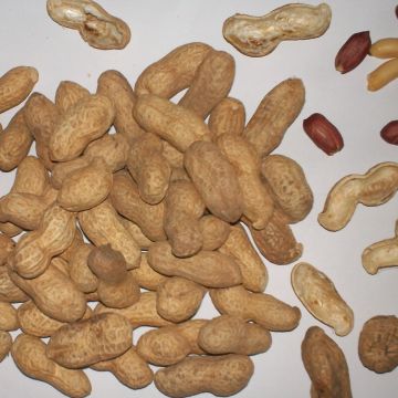 Peanut Seeds x 20 - Arachis hypogaea