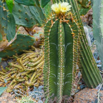 Astrophytum ornatum - Cactus estrella