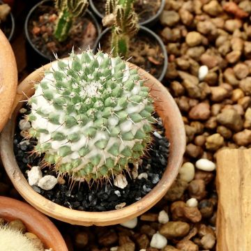 Mammillaria polythele Toluca - Cactus