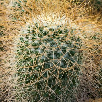 Mammillaria rhodantha subsp. pringlei - Rainbow pincushion