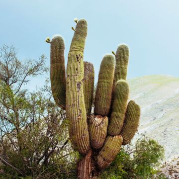 Pachycereus pringlei - Mexican giant cactus